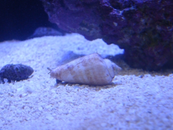  Strombus alatus (Fighting Conch)